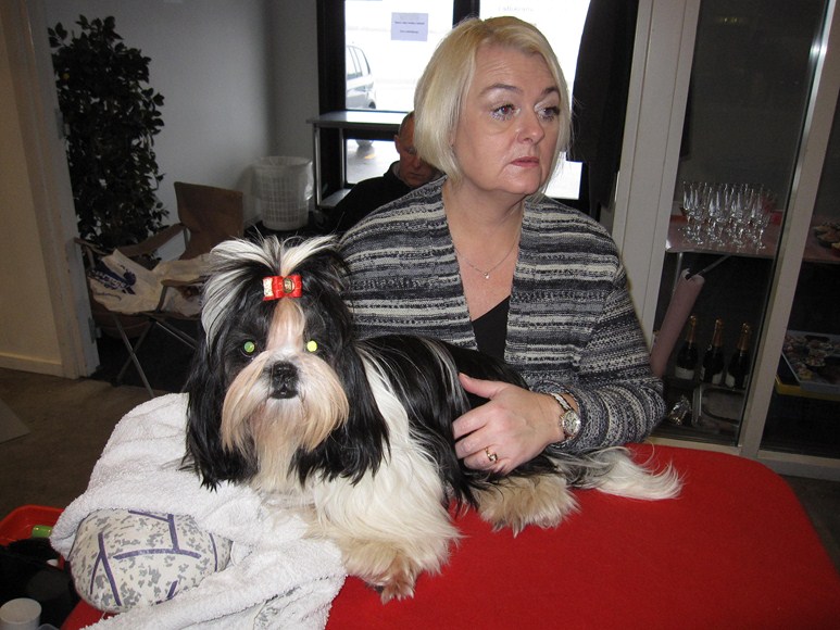 Shih Tzu Danmark